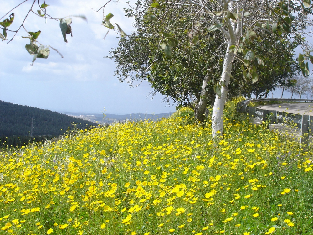 אלבום תמונות מתחלפות באנר עליון אמצעי